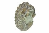 Wide, Enrolled Flexicalymene Trilobite - Indiana #287771-1